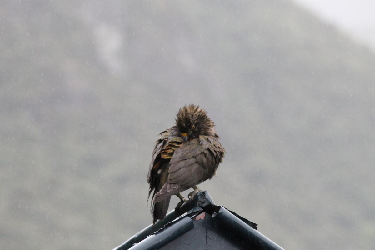 Kea (Nestor notabilis)